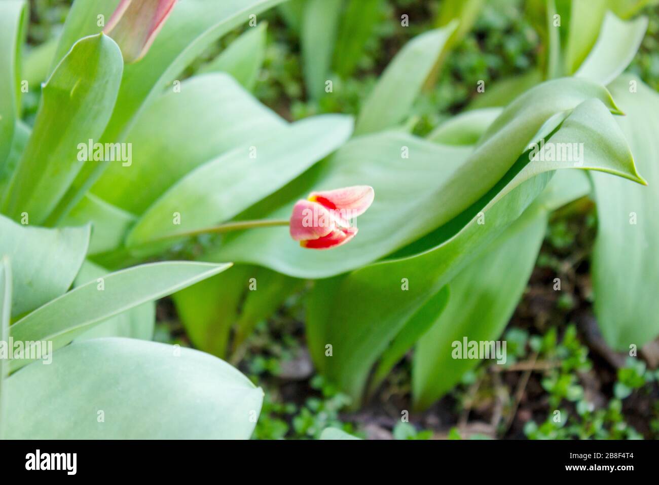 Blick auf Tulpen im März, die eine Pflanzenfamilie in der Lilienfamilie Liliaceae bilden Stockfoto