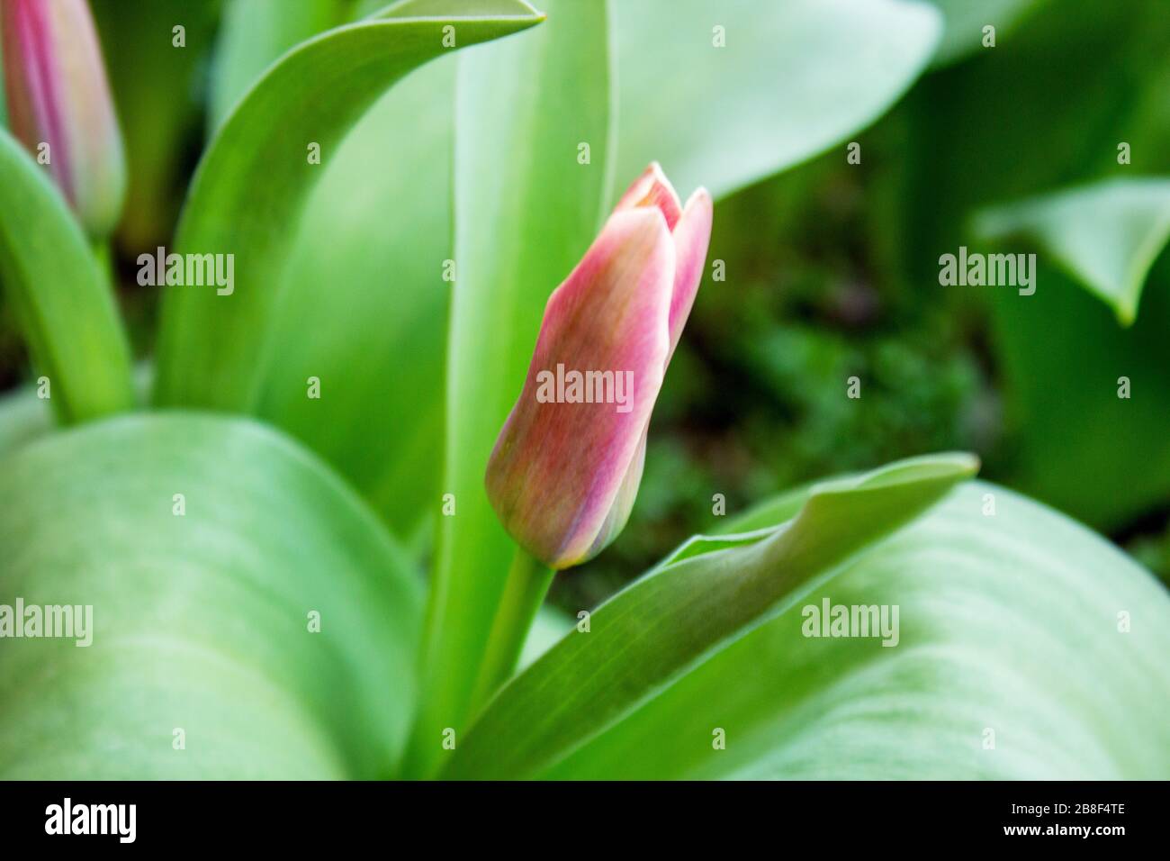 Blick auf Tulpen im März, die eine Pflanzenfamilie in der Lilienfamilie Liliaceae bilden Stockfoto