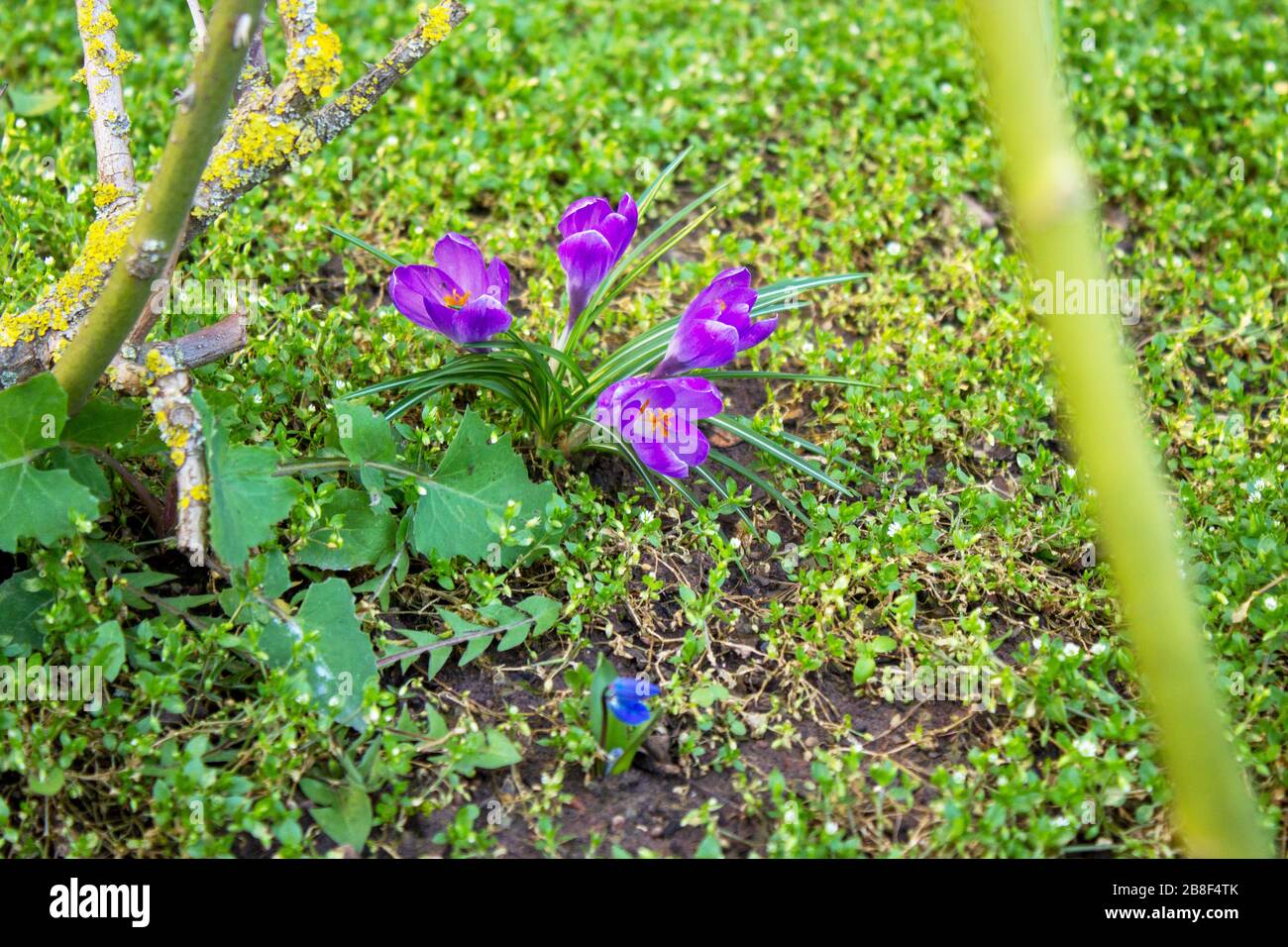 Lila Krokusse im März aus der Gattung Iris, Iridaceen Stockfoto