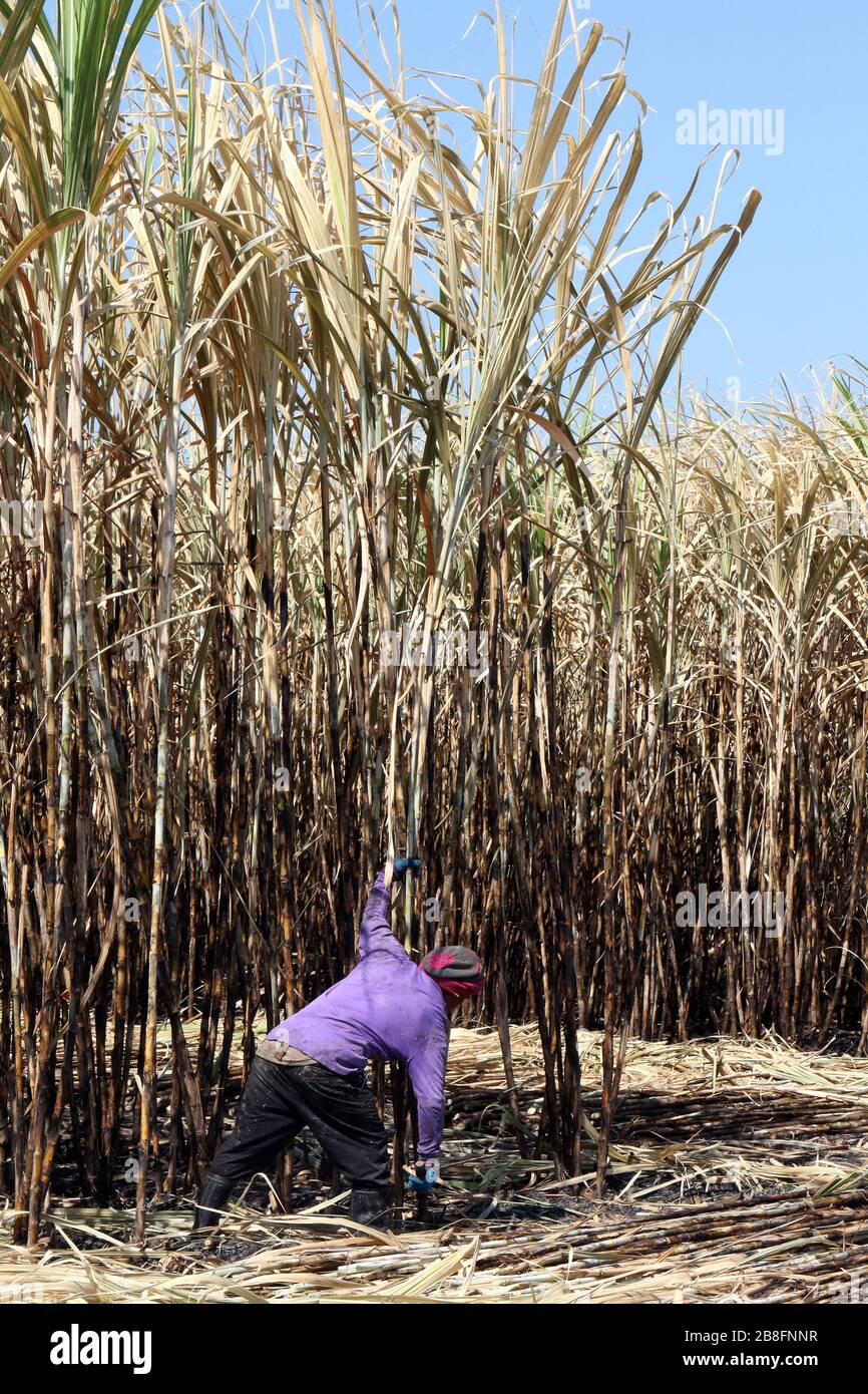 Arbeiter in der Zuckerrohrfarm, Zuckerrohrplantagenbrand und Arbeiter, Zuckerrohrplantagen auf dem Bauernhof, Arbeiter schneiden Zuckerrohr, Zuckerrohr-Landwirtschaft Stockfoto