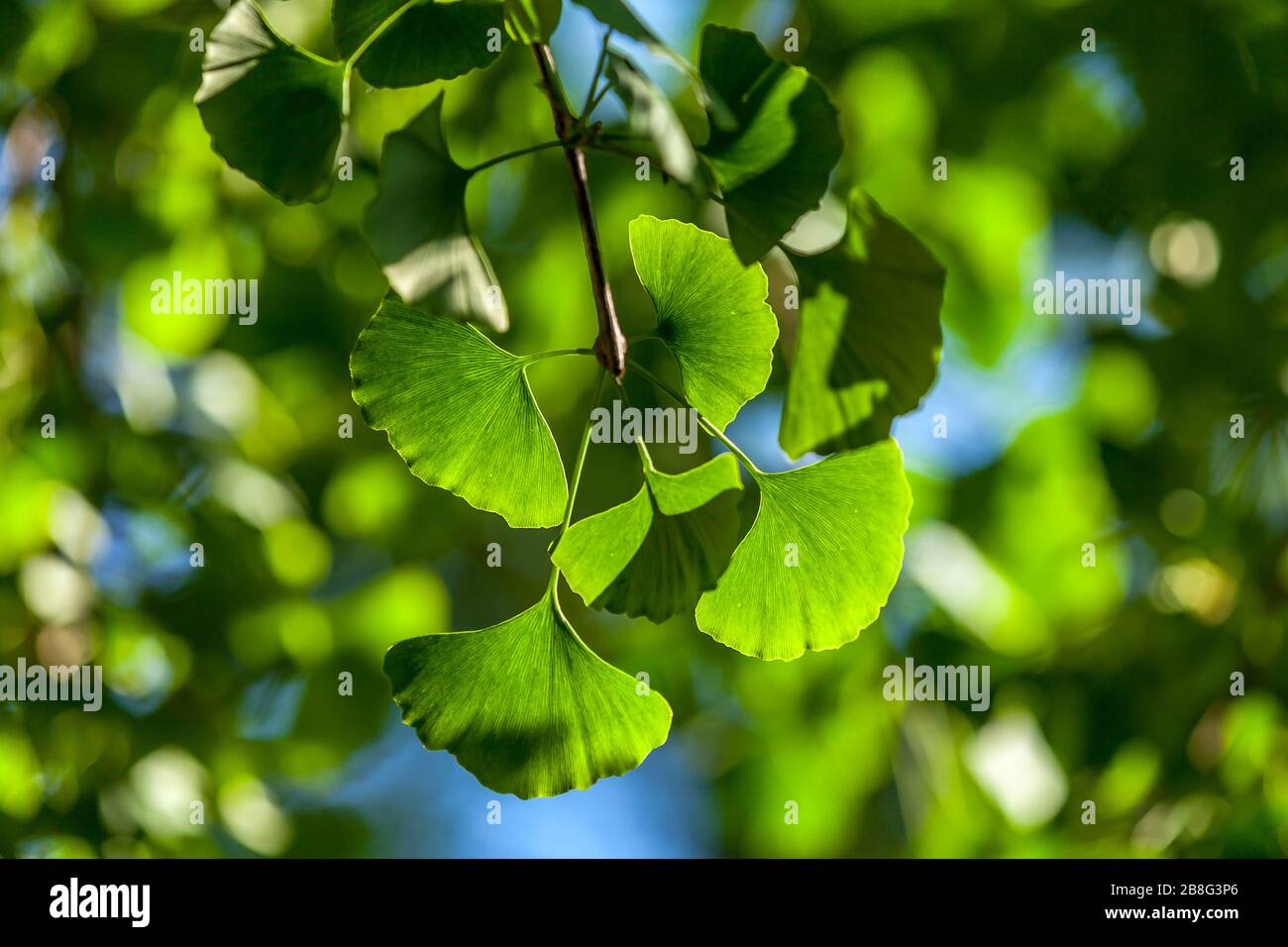 Nahaufnahme der grünen Ginkgo-Blätter im Sommer. Stockfoto
