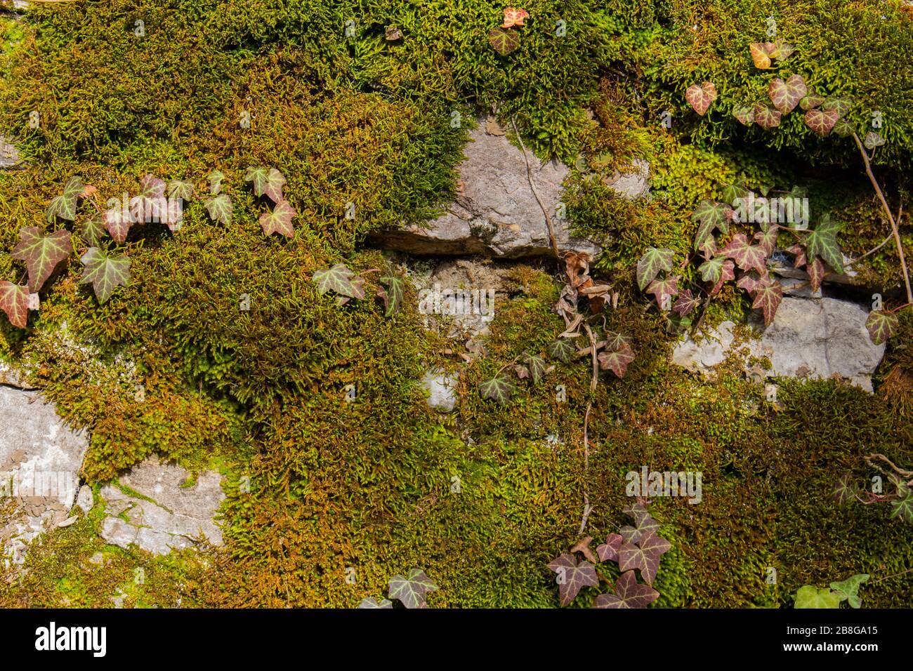 Grünes Moos und Efeue, die eine Natursteinwand für Hintergrund oder Hintergrundpapier abdecken Stockfoto