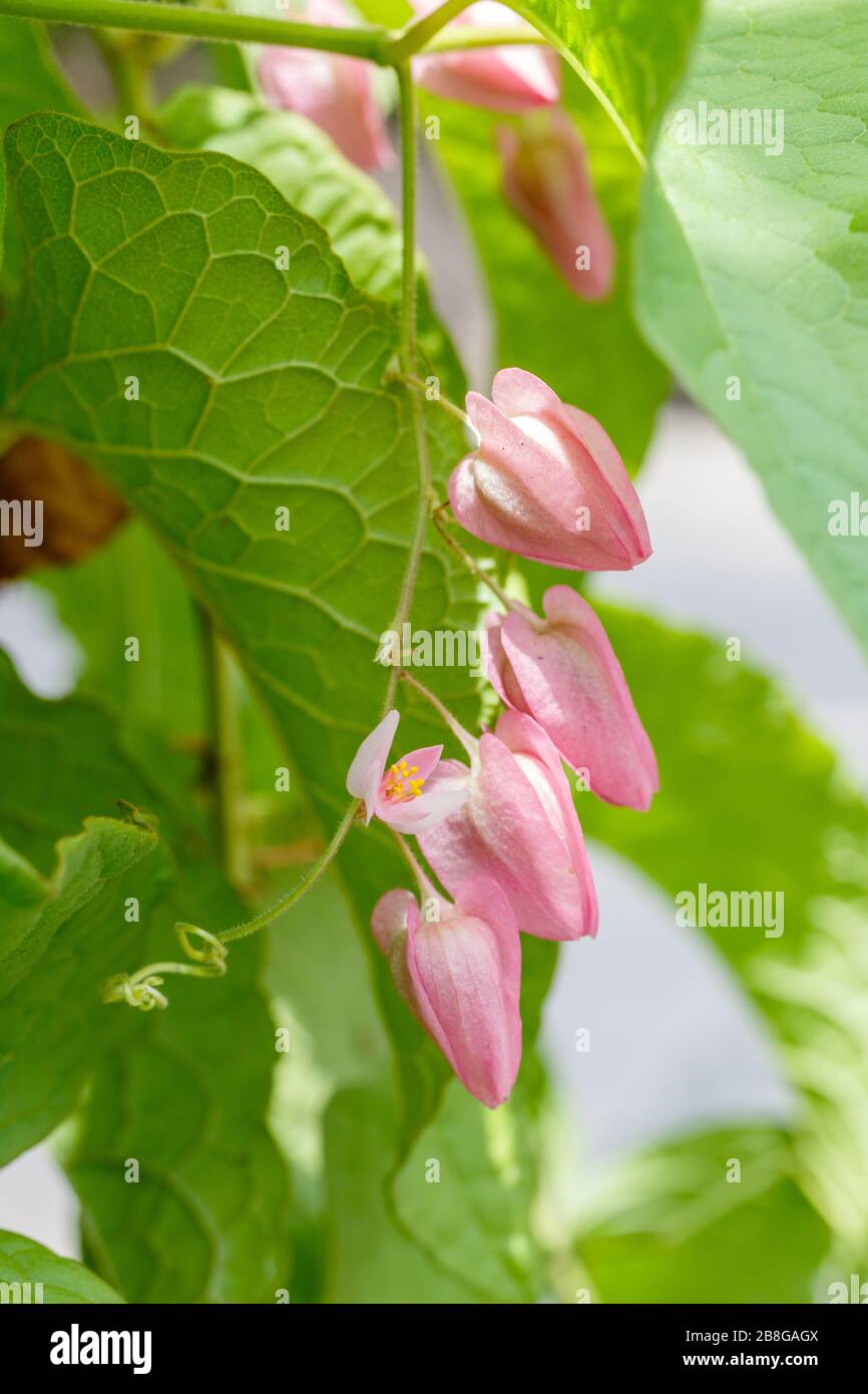 Blütender rosafarbener Antigonon-Leptopus oder mexikanischer Kriechgang. Bali, Indonesien. Makro. Vertikales Bild. Stockfoto