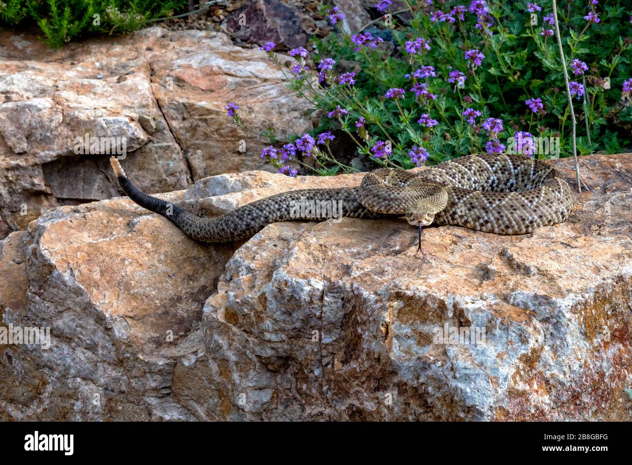 Zischende mexikanische Westküsten-Rattlesnake kochte auf einem Garten-Boulder Stockfoto