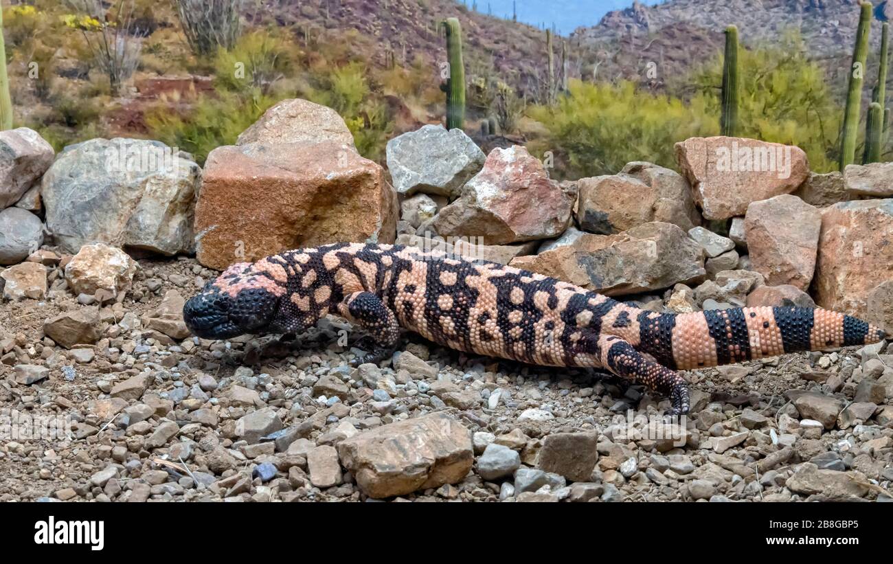 Gila Monster krabbelt durch die Wüste von Arizona Stockfoto
