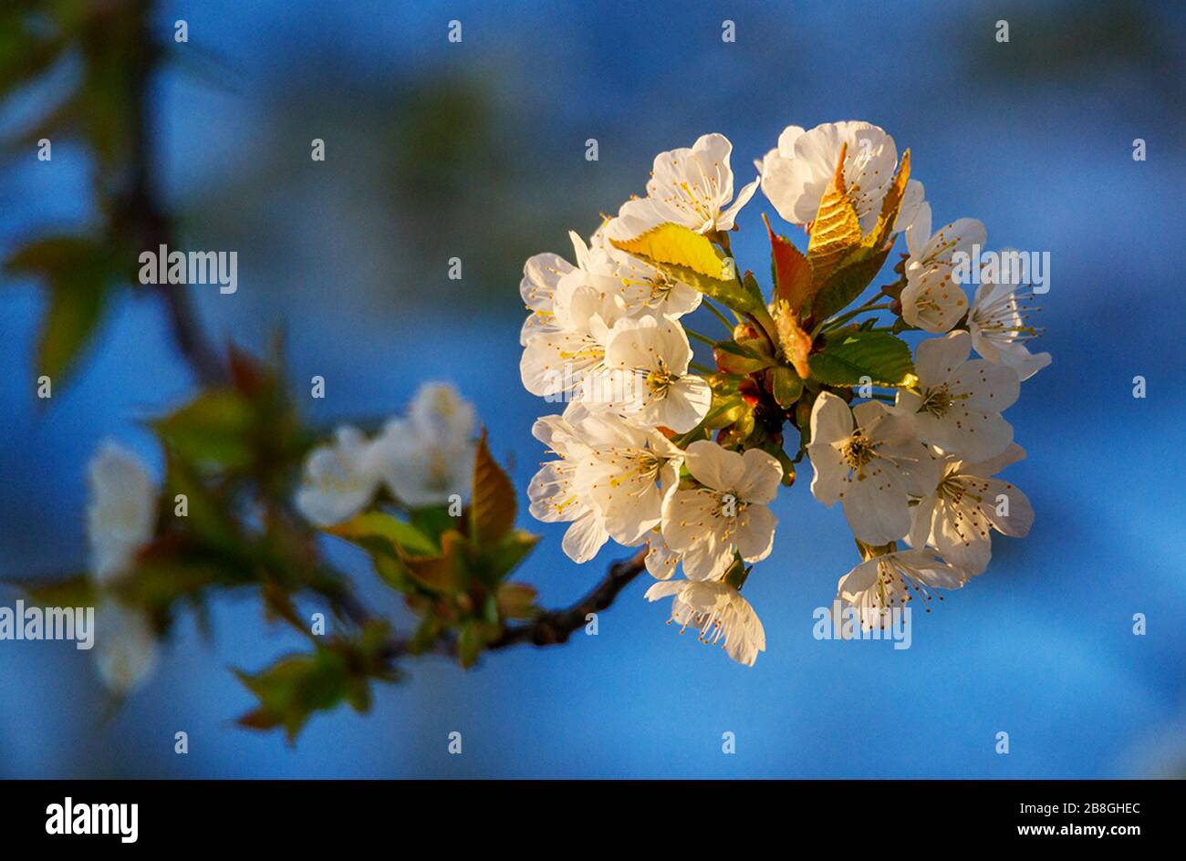 natürlichen Blumen Stockfoto