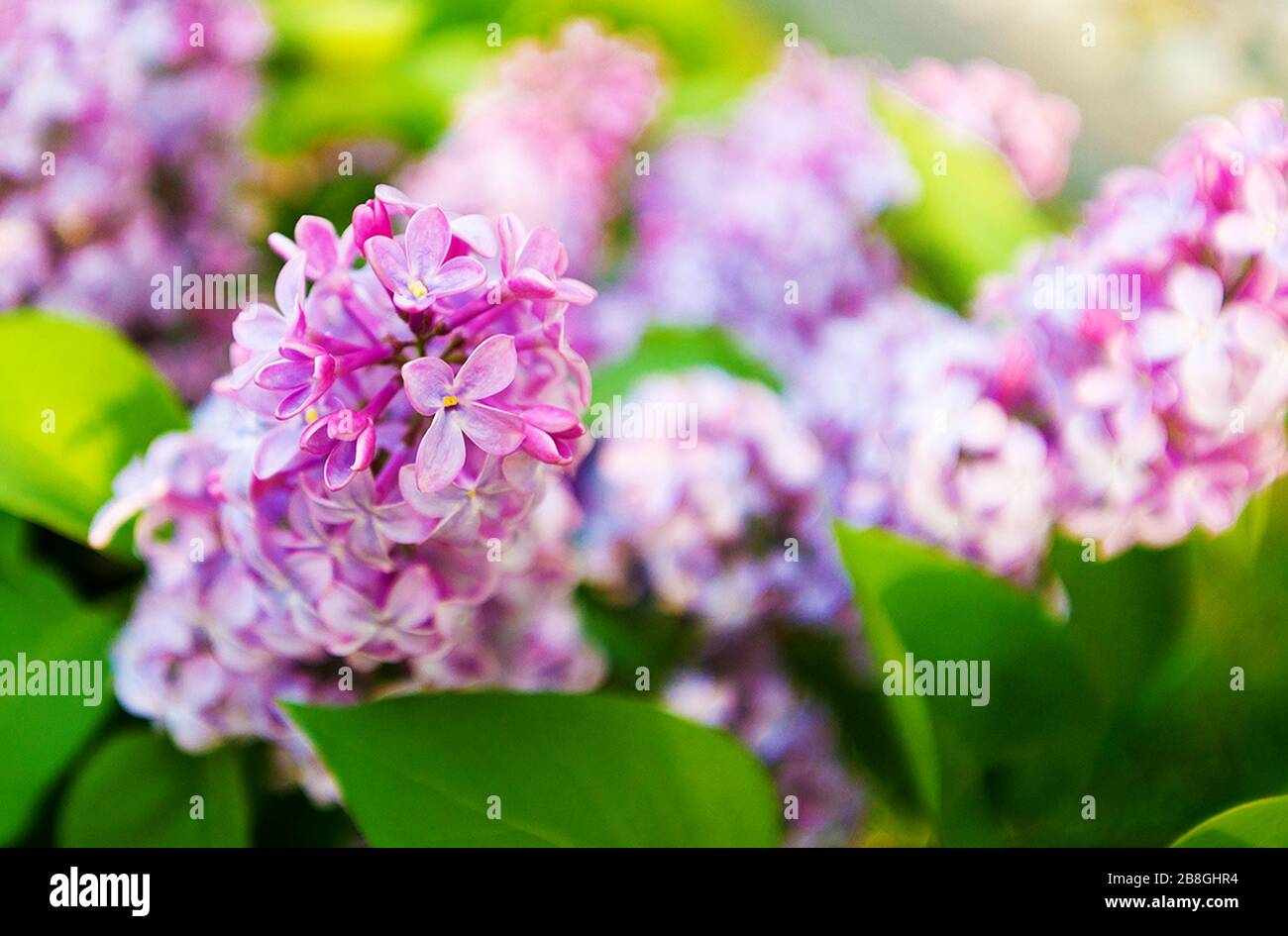 natürlichen Blumen Stockfoto