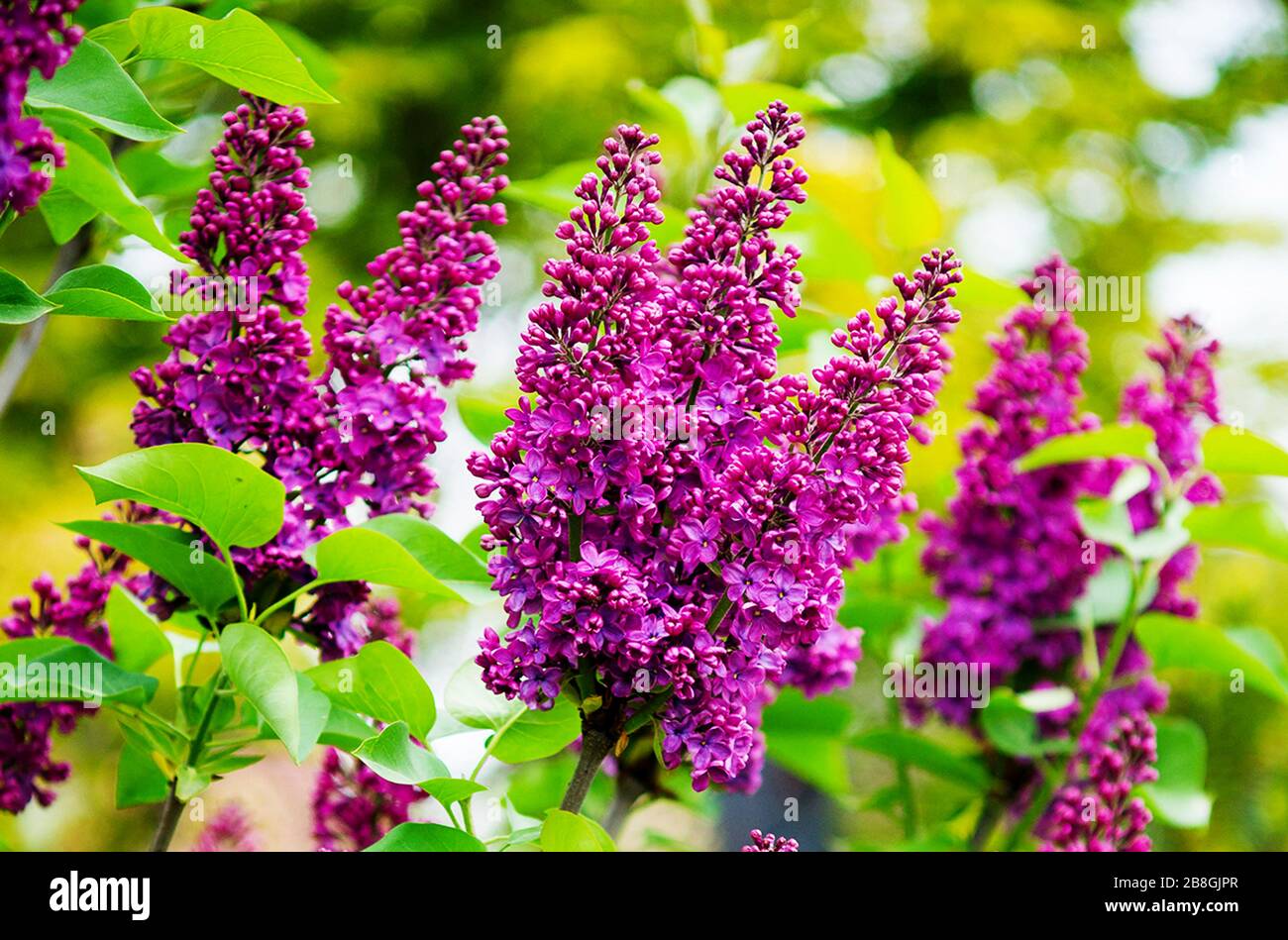 natürlichen Blumen Stockfoto