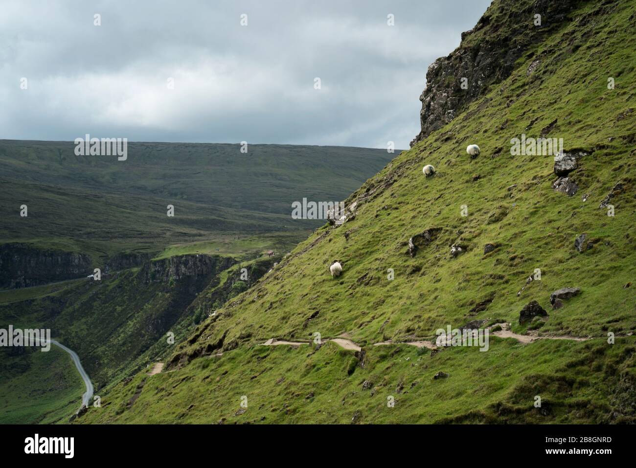 Schaf am abschüssigen Hang auf dem Quiraing Erdrutschpfad, Insel Skye, Schottland, Großbritannien, Europa Stockfoto