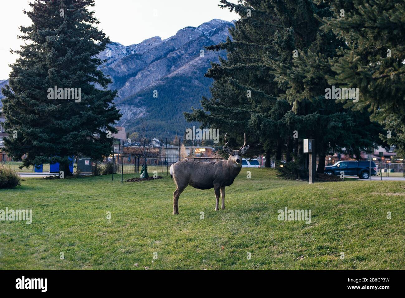 BANFF, ALBERTA, KANADA - dez, 2019 Liebe in der Stadt Stockfoto