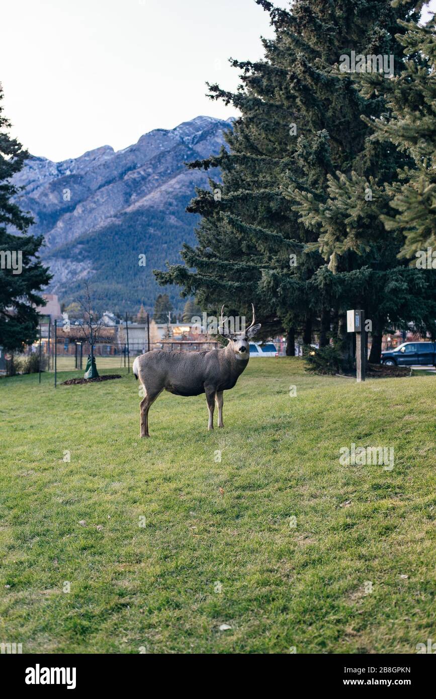 BANFF, ALBERTA, KANADA - dez, 2019 Liebe in der Stadt Stockfoto