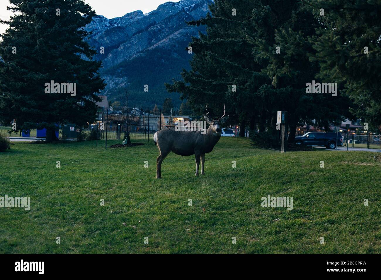 BANFF, ALBERTA, KANADA - dez, 2019 Liebe in der Stadt Stockfoto