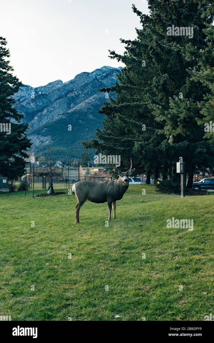 BANFF, ALBERTA, KANADA - dez, 2019 Liebe in der Stadt Stockfoto