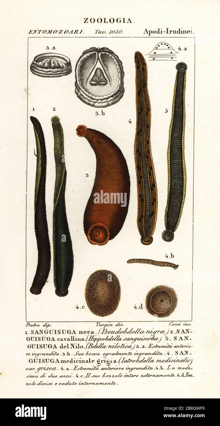 Gemeiner schwarzer Leech, Hirudo verbana, var. nigra. 1, Pferdeleech, Haemopis sanguisuga 2, Nilleech, Limnatis nilotica 3, Heilleech, Hirudo medicinalis. 4. Handfarbige Kupferstichgravur von Antoine Laurent de Jussieus Dizionario delle Scienze NATURALI, Wörterbuch der Naturwissenschaften, Florenz, Italien, 1837. Von Corsi gravierte Illustration, gezeichnet von Jean Gabriel Pretre und unter der Regie von Pierre Jean-Francois Turpin, herausgegeben von Batelli e Figli. Turpin (1775-1840) gilt als einer der größten französischen Botanischen Illustratoren des 19. Stockfoto