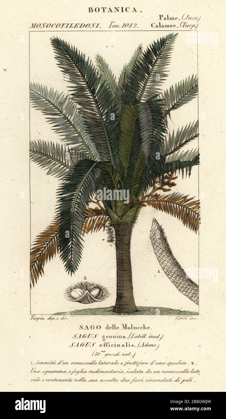 Echte Sago Palme, Metroxylon sagu. (Sagus genuina, Sagus officinalis, Sago delle Molucche). Handfarbige Kupferstichgravur von Antoine Laurent de Jussieus Dizionario delle Scienze NATURALI, Wörterbuch der Naturwissenschaften, Florenz, Italien, 1837. Von Corsi gravierte Illustration, gezeichnet und geleitet von Pierre Jean-Francois Turpin, herausgegeben von Batelli e Figli. Turpin (1775-1840) gilt als einer der größten französischen Botanischen Illustratoren des 19. Stockfoto