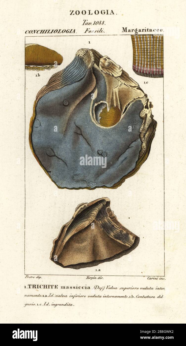 Fossil der aussterbenden Austernarten, Trihites plati. Trichite Massiccia. Handfarbige Kupferstichgravur von Antoine Laurent de Jussieus Dizionario delle Scienze NATURALI, Wörterbuch der Naturwissenschaften, Florenz, Italien, 1837. Von Carini gravierte Illustration, gezeichnet von Jean Gabriel Pretre und unter der Regie von Pierre Jean-Francois Turpin, herausgegeben von Batelli e Figli. Turpin (1775-1840) gilt als einer der größten französischen Botanischen Illustratoren des 19. Stockfoto