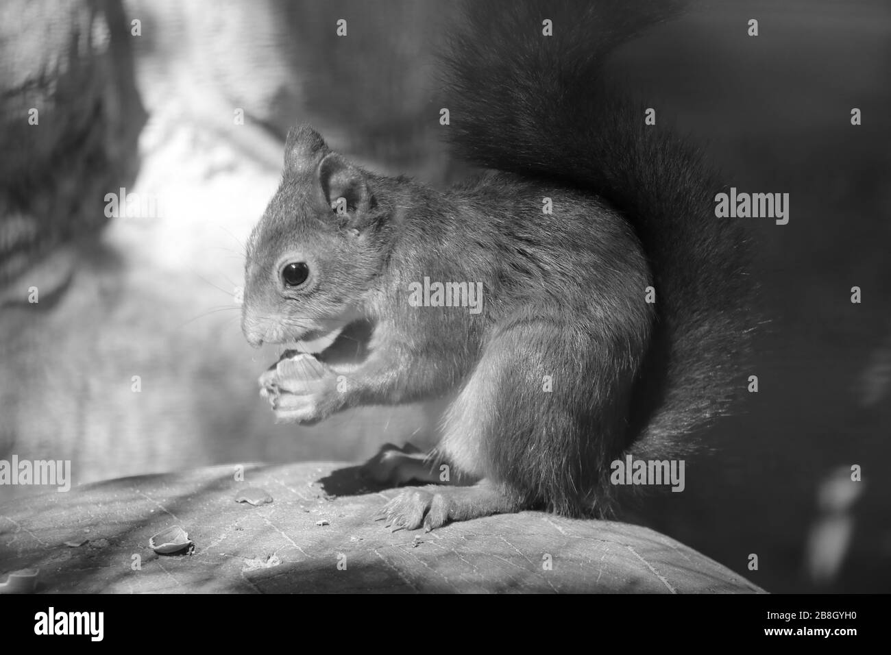 Ein Eichhörnchen sitzt auf einem Stein und isst eine Nuss. Schwarzweißfoto Stockfoto