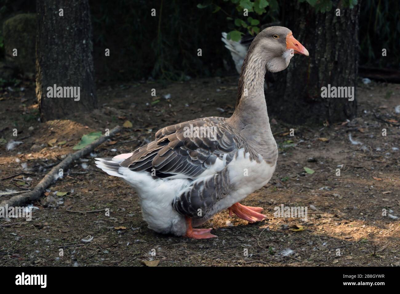 Hausgans weidet auf einer Wiese. Graue Gans auf grauem Feld Stockfoto