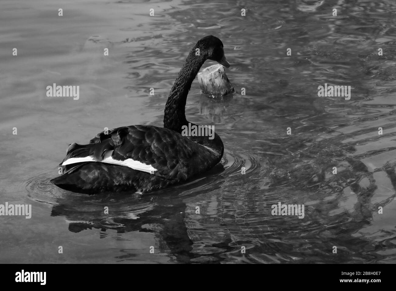 Ein schwarzer Schwan schwimmt auf einem Teich. Seltener Vogel Stockfoto