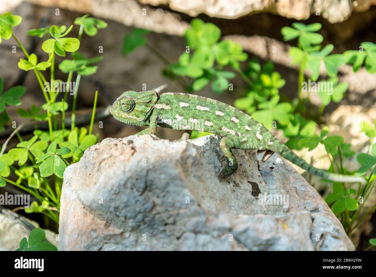Chamäleon in der maltesischen Landschaft Stockfoto