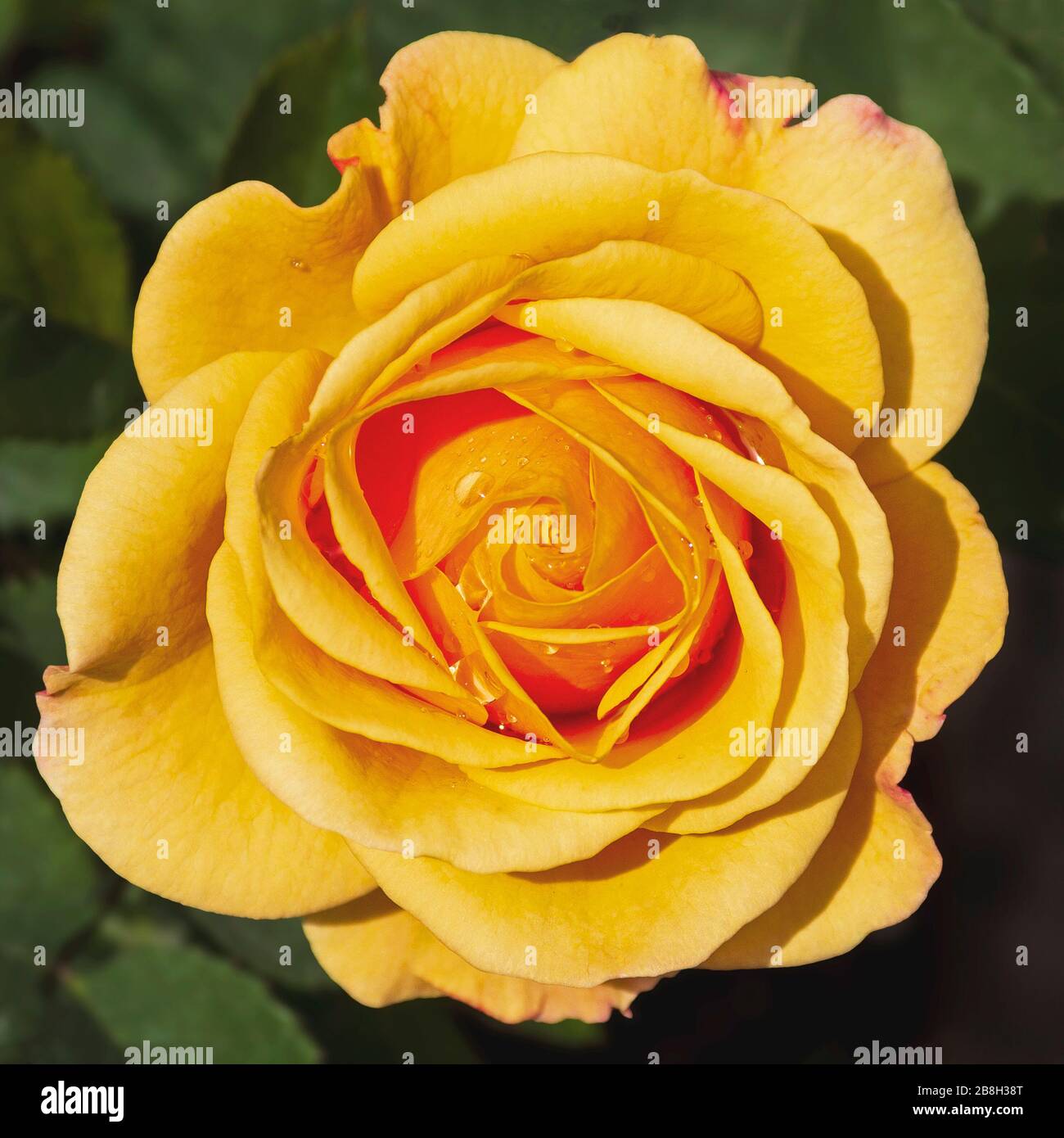 Draufsicht einer einzelnen goldgelben orangefarbenen Miniatur-Rosenblume mit Taupunkeln auf dem Hintergrund verschwommener Blätter und tiefer Schatten Stockfoto