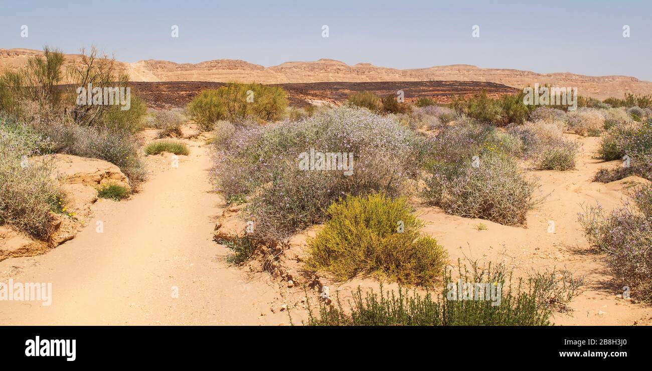 Blühende Büsche und ein ironisierter Hügel aus Sandstein im makhtesh ramon Krater in israel mit dem Nordrand eine alte Rohrstraße im Hintergrund Stockfoto