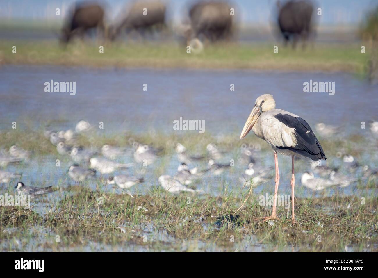 Vögel leben und schwimmen in Süßwasserseen, lokalen Vögeln in den Feuchtgebieten der Welt (Ramsa-Gelände). Stockfoto