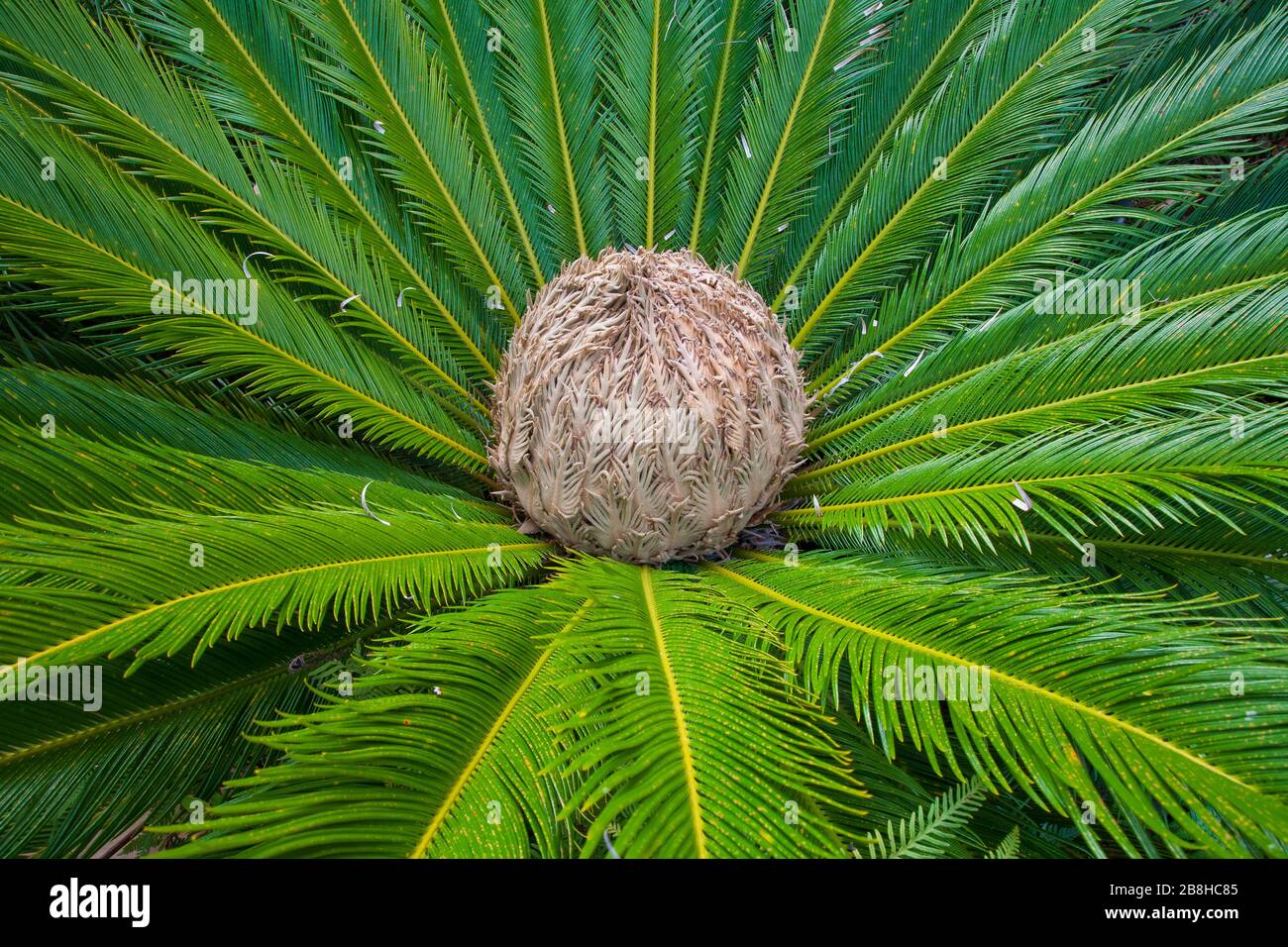 Weiblicher Kegel von Cycas Revoluta Stockfoto