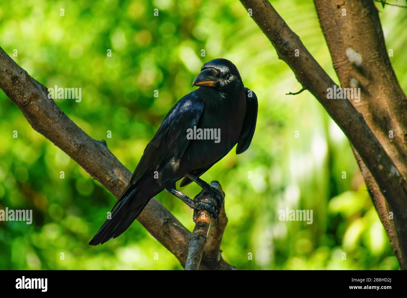 Die schwarze Krähe klebt an den Zweigen. Es sucht nach Beute. Stockfoto