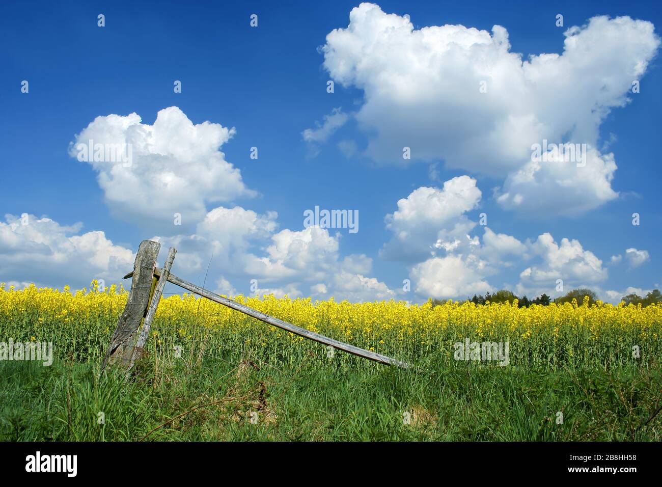 Wunderschönes Rapsfeld mit imposantem Himmel in der norddeutschen heide von lübeck. Stockfoto