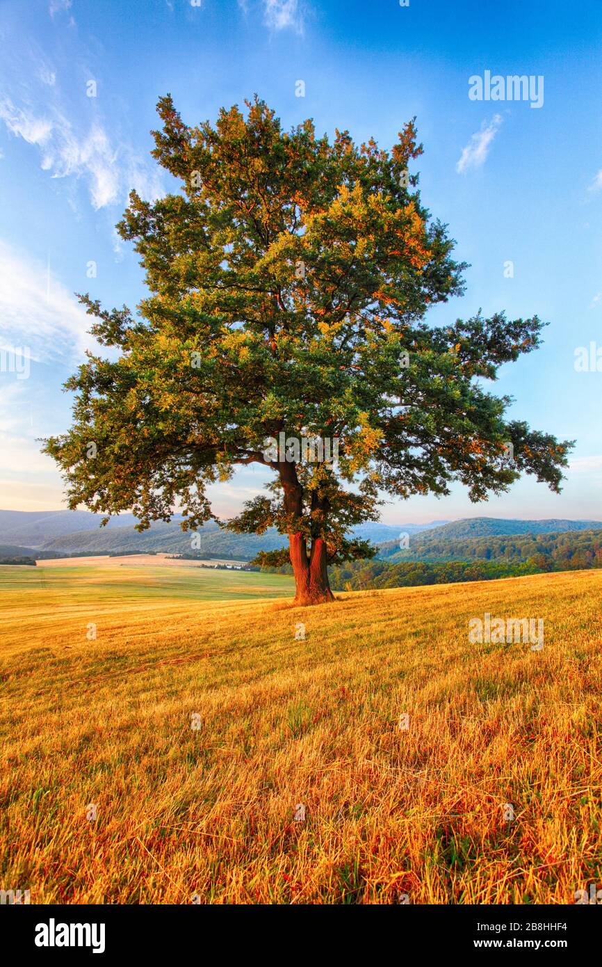 Baum auf Wiese Stockfoto