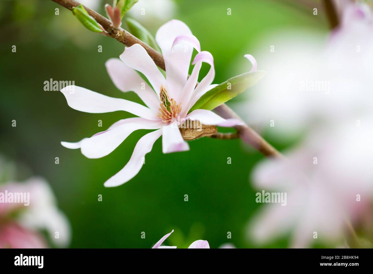 Schöne Stern-Magnolie (Magnolie, Magnolia stellata), lüneburgische Heide, Norddeutschland Stockfoto