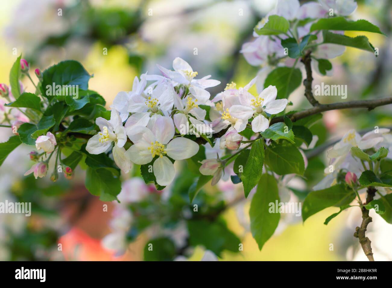 Apfelblüte im Frühjahr in der Norddeutschen Heide. Apfelblüte im Frühjahr in der Lülebburger Heide, Norddeutschland. Stockfoto