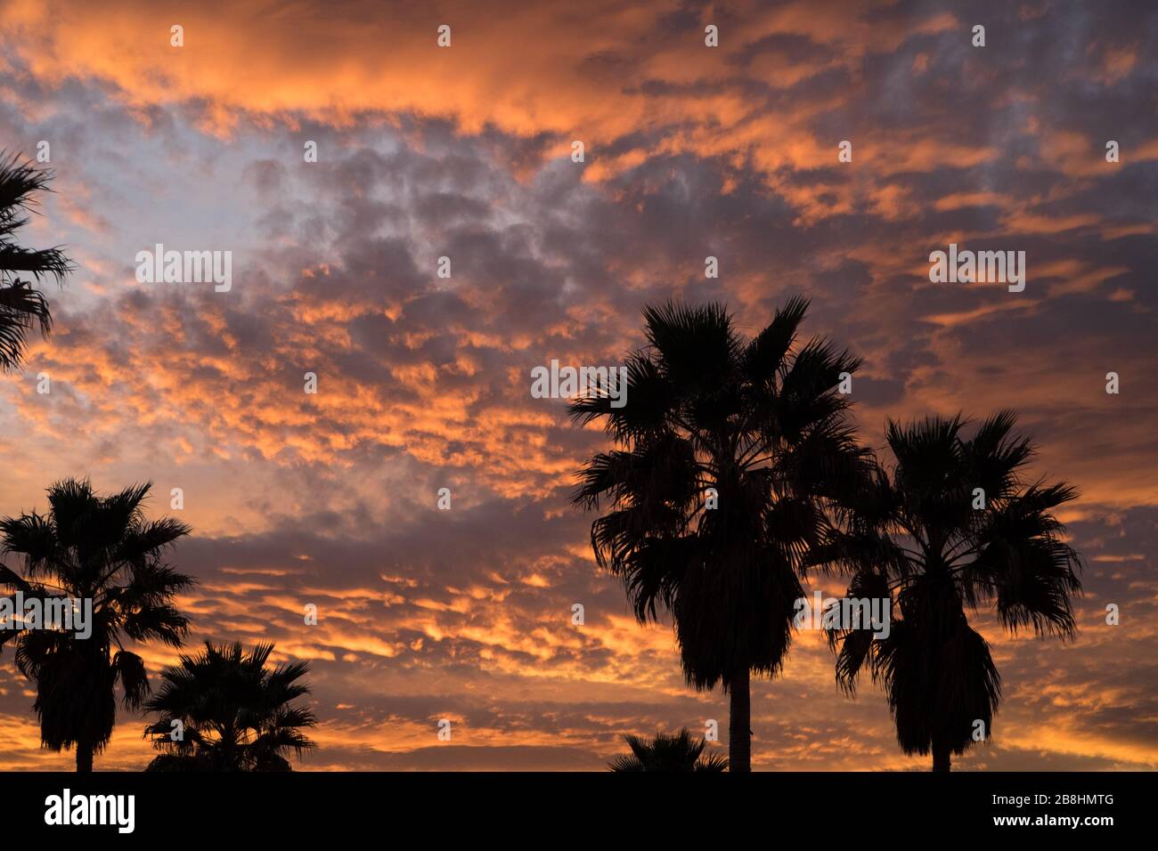 Silhouetten von Palmen gegen einen bunten Himmel bei Sonnenuntergang mit orangefarbenem Licht in den Wolken Stockfoto