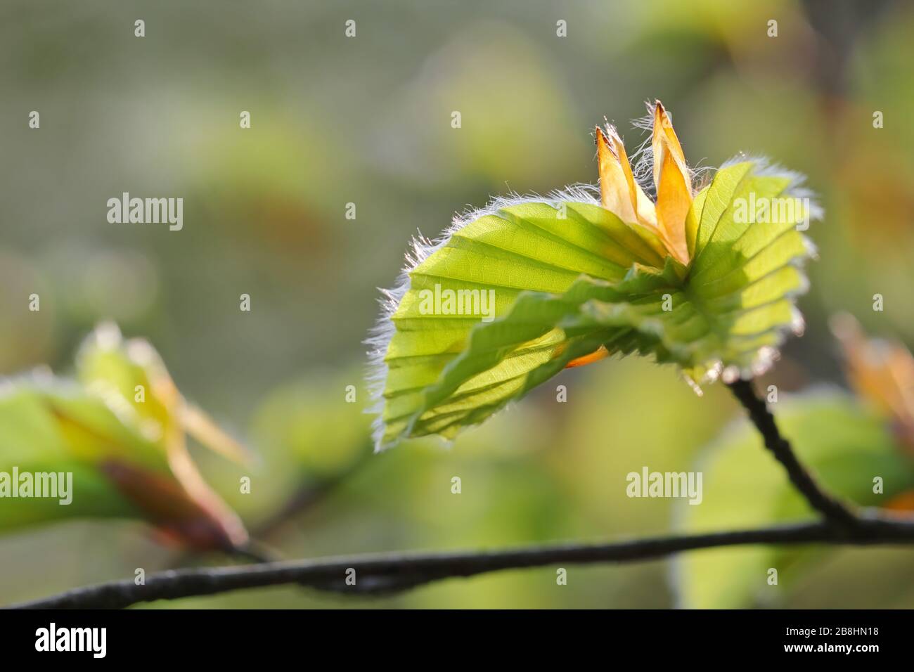 Buchen-Blätter zum blühen, Naturpark Lüeburgische Heide, Naturreservat Norddeutschland Buchen-Blätter entfalten sich im Naturpark lüneburgische Heide, Natur re Stockfoto