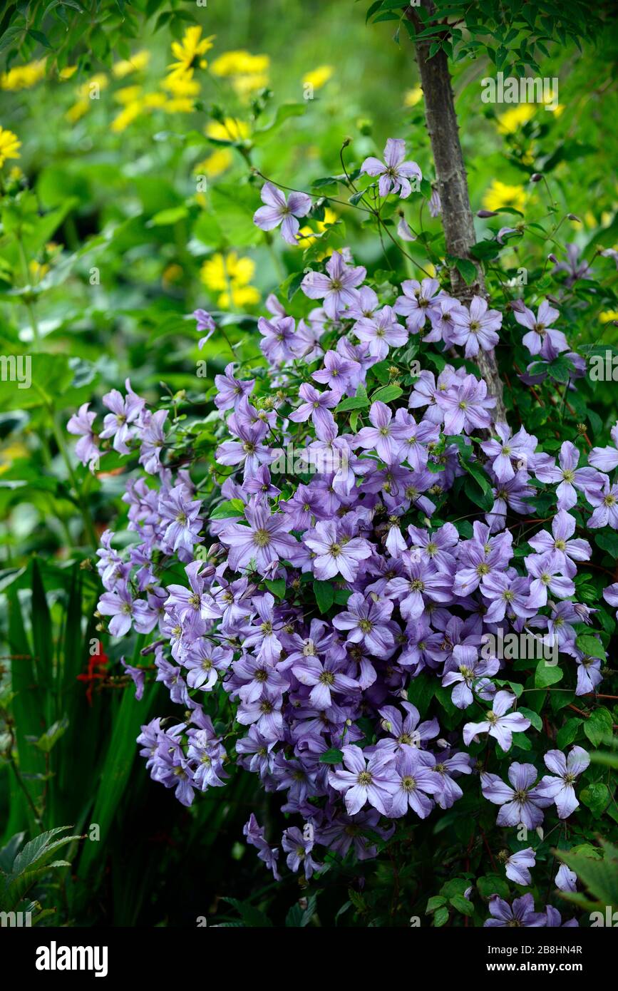 Clematis viticella Blauer Engel, wächst auf Baumstamm, Aralia, gemischtes Bett, gemischte Grenze, blühend, blaue Blumen, Garten, Gärten, RM Blumen Stockfoto