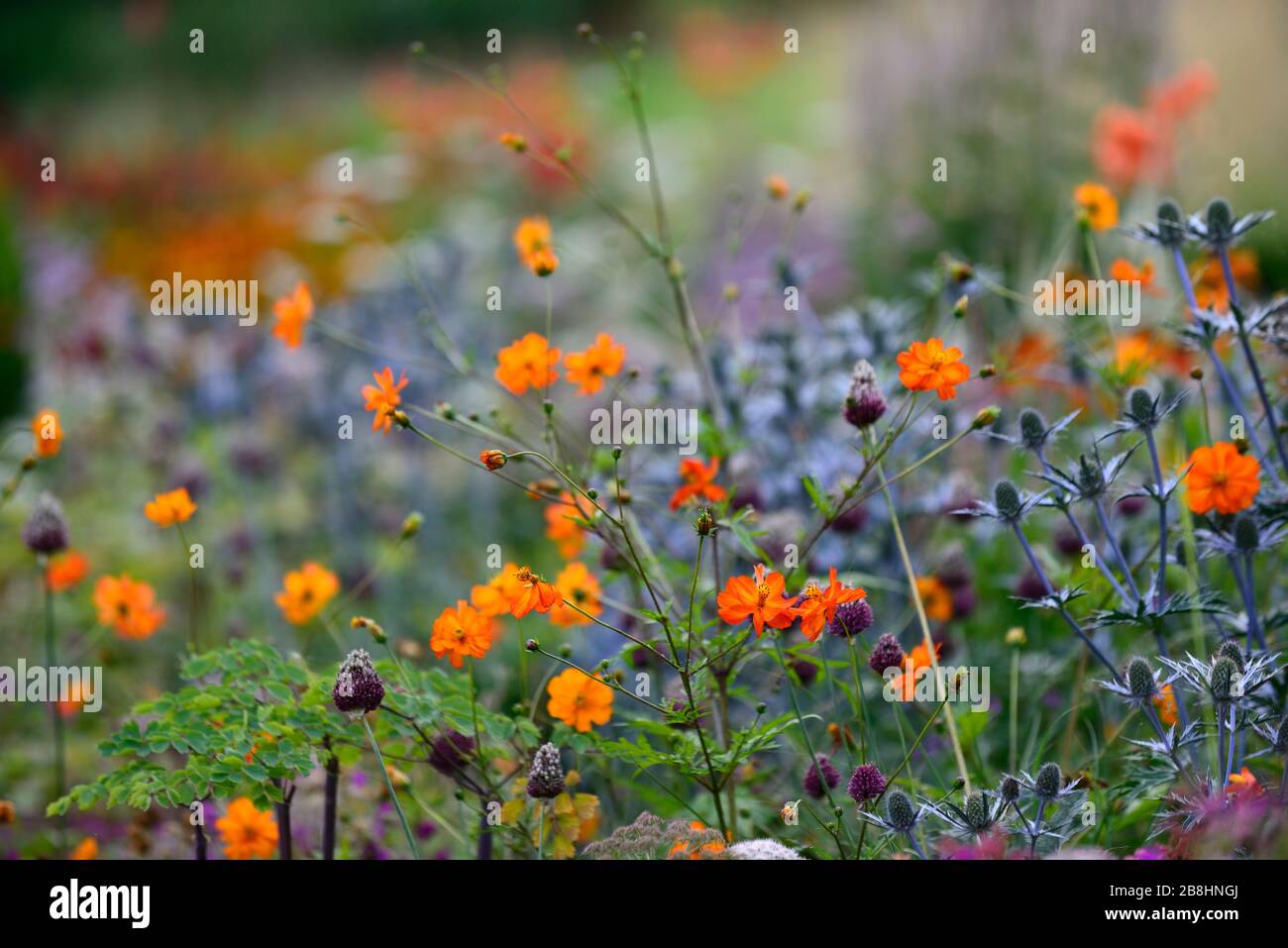 Kosmos Tango,Eryngium × zabelii big blue,Allium sphaerocephalon,orange lila blaue Blumen,Blume,Blumen,Blüte,Frühling,Garten,Gärten,R Stockfoto