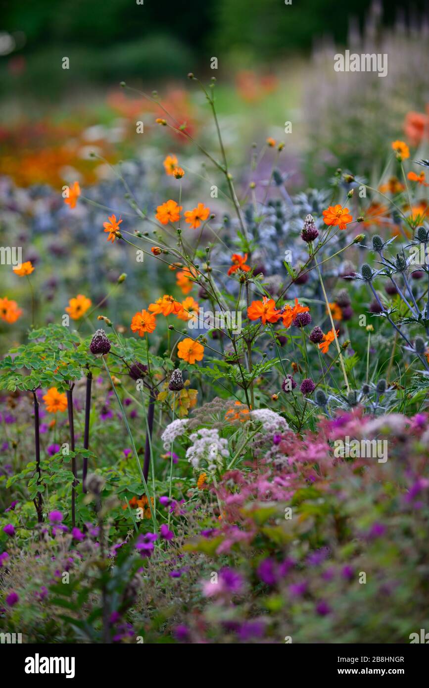 Kosmos Tango,Eryngium × zabelii big blue,Allium sphaerocephalon,orange lila blaue Blumen,Blume,Blumen,Blüte,Frühling,Garten,Gärten,R Stockfoto