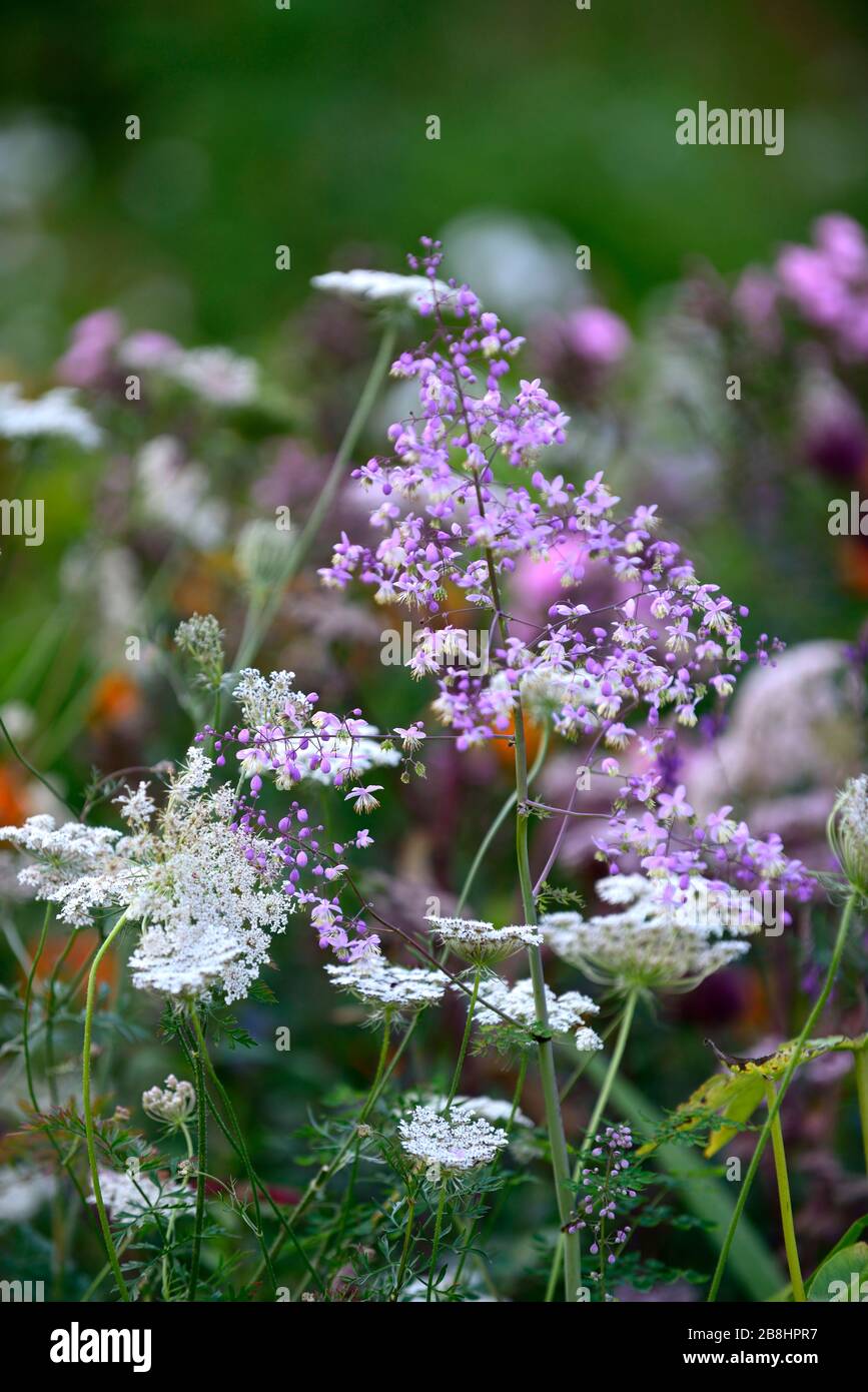 Thalictrum delavayi, Wiesenrue, lilafarbene Fliesenblumen, Daucus carota, umbellifer, False Queen Anne's Lace, Wilde Karotte, weiße orangefarbene violette Blumen, Blumen Stockfoto