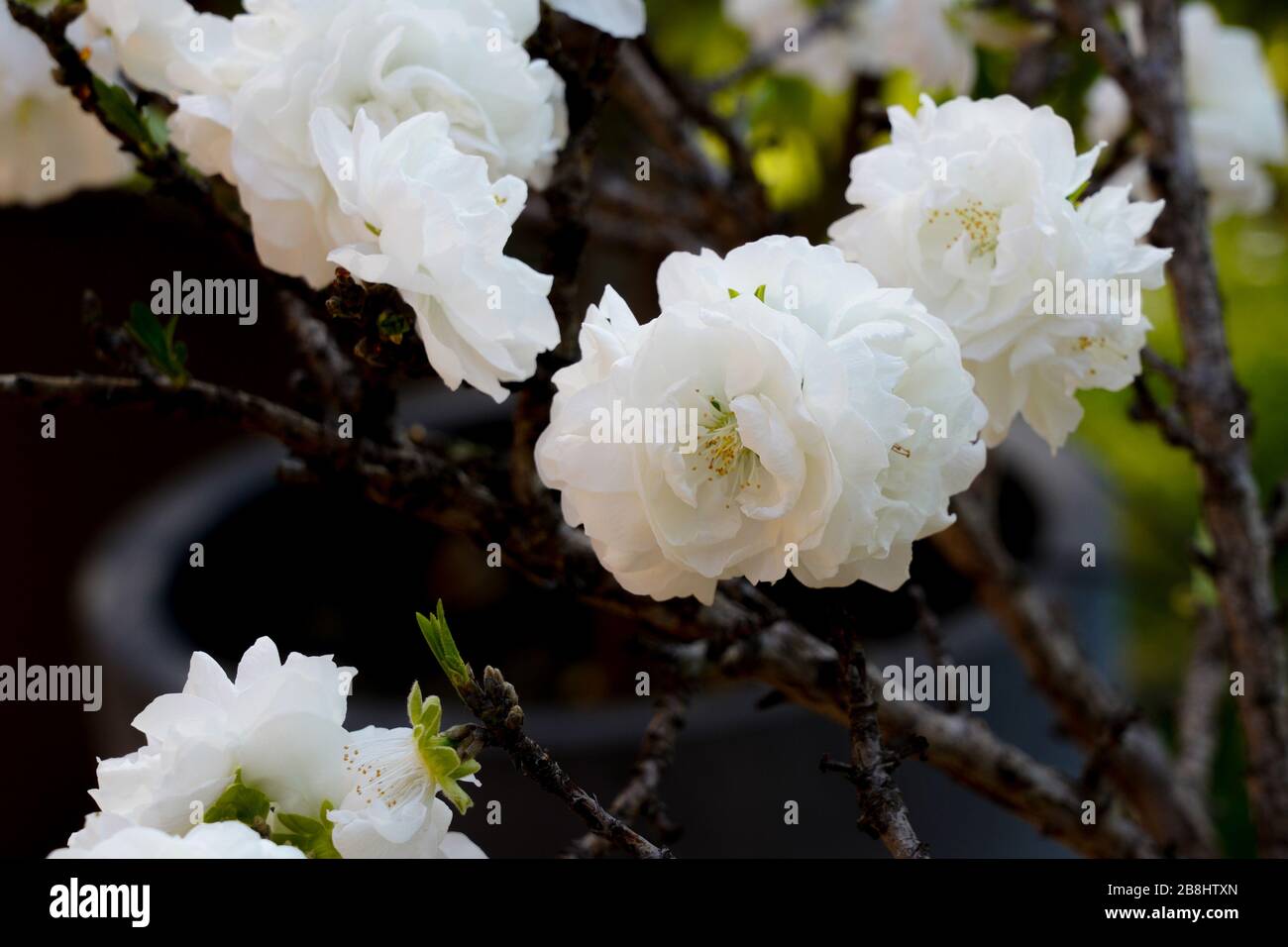 Fleur Blanche de pêcher en pot dans un jardin japonais Stockfoto