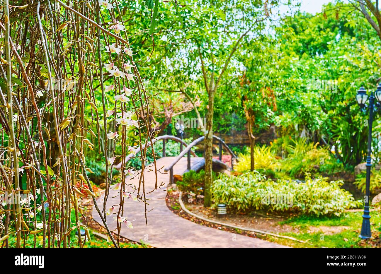 Der Blick auf den grünen Rajapruek-Park durch die Äste mit Orchideen, Chiang Mai, Thailand Stockfoto