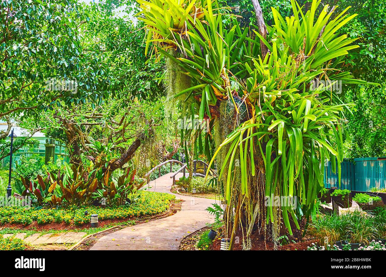 Spazieren Sie durch die enge, geschwungene Gasse des Orchideengartens, genießen Sie den Schatten und die üppige Vegetation, den Rajapruek-Park, Chiang Mai, Thailand Stockfoto