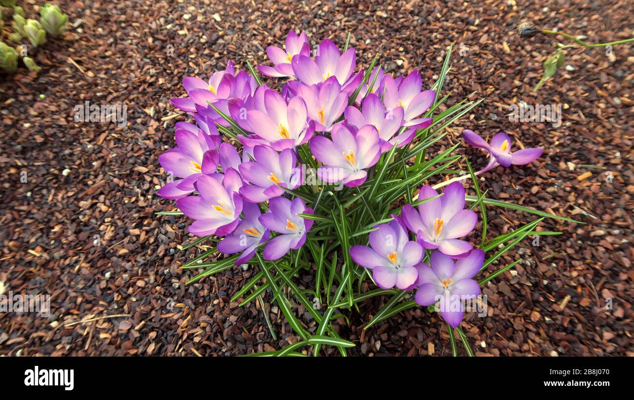 Frühlingsbote - mehr schöne Blumen! Stockfoto
