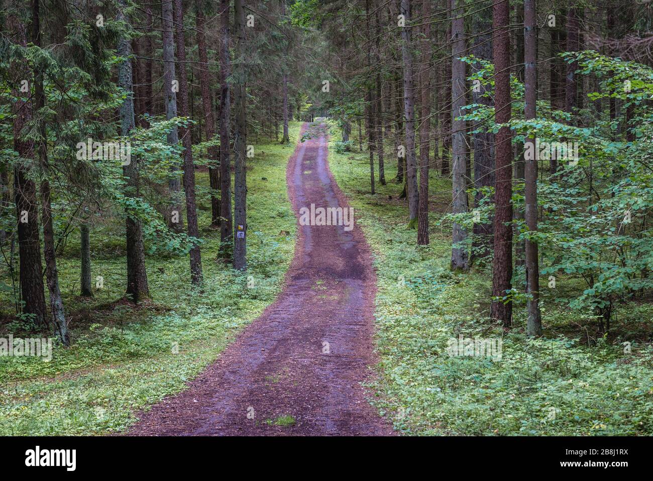 Waldweg im Wigry-Nationalpark in der Nähe des Dorfes Slupie innerhalb des Landkreises Suwalki, der Wojewodschaft Podlaskie im Nordosten Polens Stockfoto