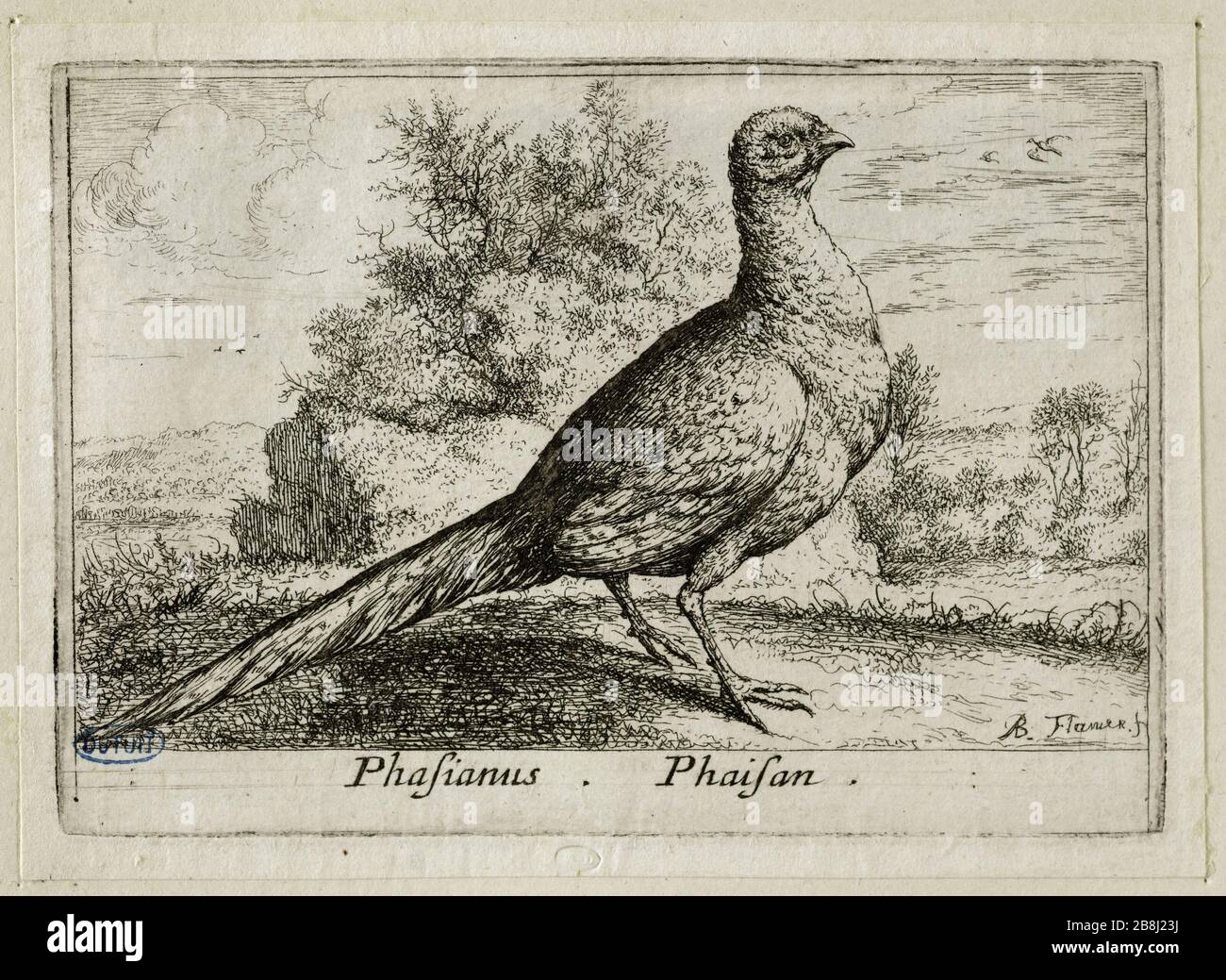 Verschiedene Vögel, Fasan (Robert-Dumesnil 392, Bartsch 77) Albert Flamen (1620-1674). Différents oiseaux. Le faisan (Robert-Dumesnil 392, Bartsch 77). Eau-forte, XVIIe siècle. Musée des Beaux-Arts de la Ville de Paris, Petit Palais. Stockfoto