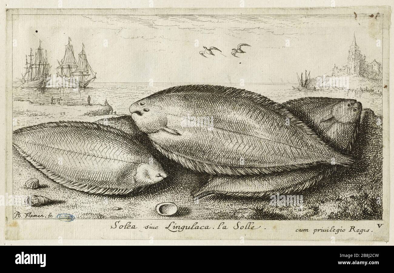 Verschiedene Meeresfischarten, Teil III, Sohle (Robert-Dumesnil 443, Bartsch 29) Albert Flamen (1620-1674). Divers espèces de poissons de mer. troisième Partie : la Sole (Robert-Dumesnil 443, Bartsch 29). Eau-forte, XVIIe siècle. Musée des Beaux-Arts de la Ville de Paris, Petit Palais. Stockfoto