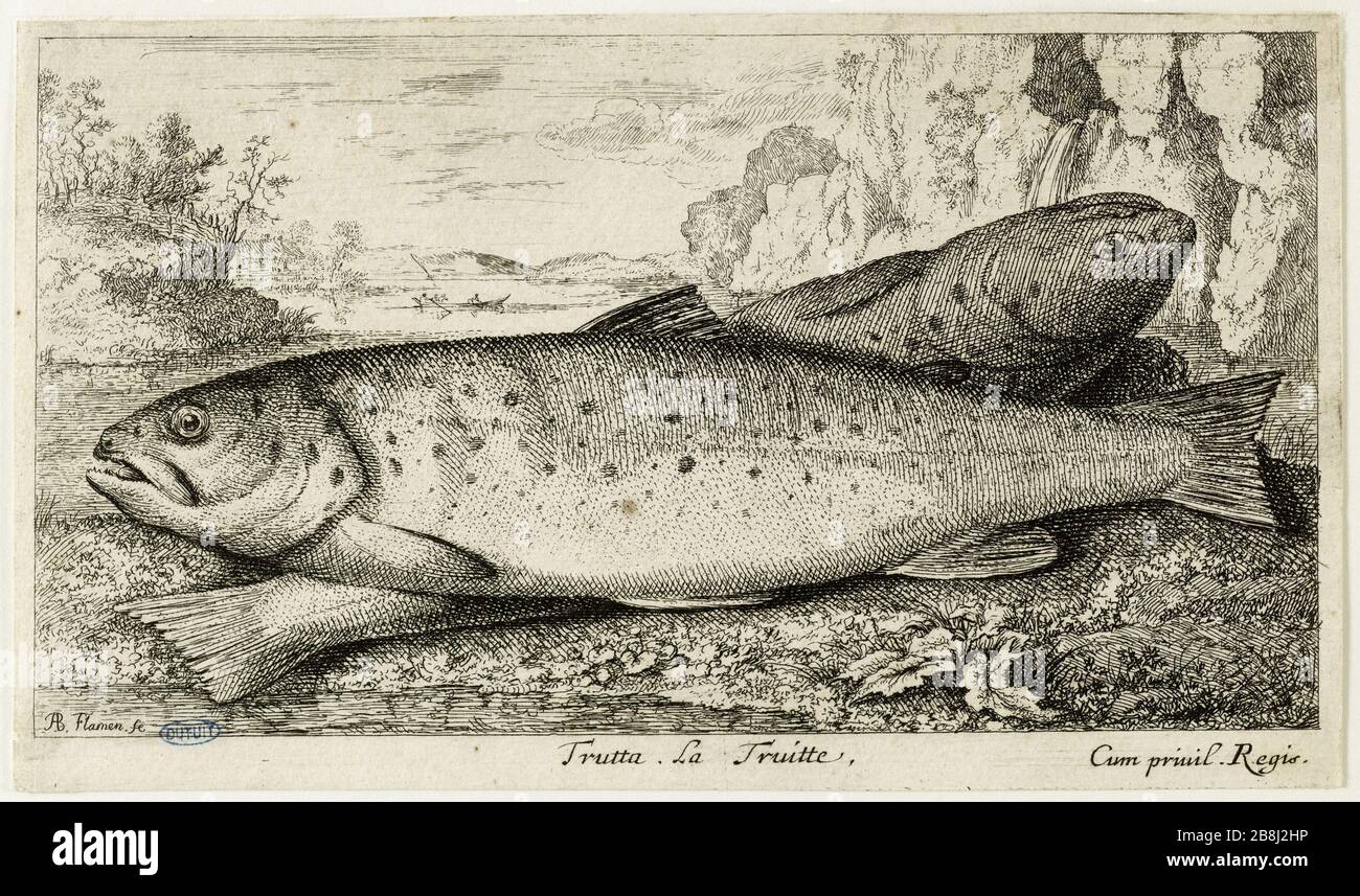 Sonstiges espèces de Poissons d'eau douce, première partie, The Trout (Robert-Dumesnil 460, Bartsch 46) Albert Flamen (1620-1674). Divers espèces de poissons d'eau douce. Première partie : la truite (Robert-Dumesnil 460, Bartsch 46). Eau-forte, XVIIe siècle. Musée des Beaux-Arts de la Ville de Paris, Petit Palais. Stockfoto