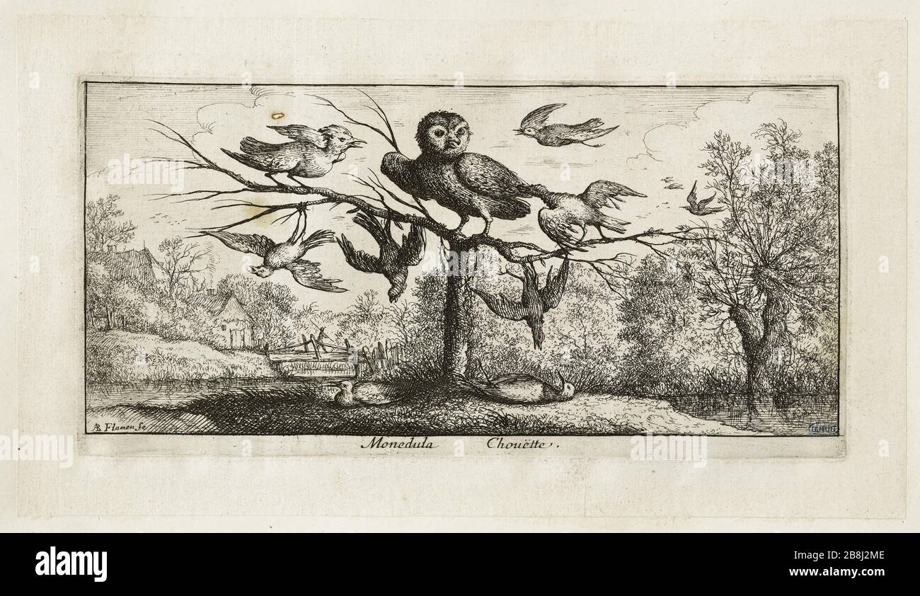 Buch der Vögel, Eule (Robert-Dumesnil 413, Bartsch 92) Albert Flamen (1620-1674). Livre d'oiseaux. La Chouette (Robert-Dumesnil 413, Bartsch 92). Eau-forte, XVIIe siècle. Musée des Beaux-Arts de la Ville de Paris, Petit Palais. Stockfoto