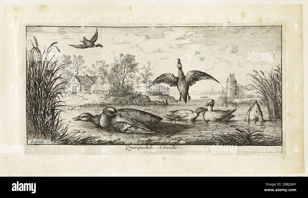 Vogelbuch, Teal (Robert-Dumesnil 404, Bartsch 83) Albert Flamen (1620-1674). Livre d'oiseaux. La Sarcelle (Robert-Dumesnil 404, Bartsch 83). Eau-forte, XVIIe siècle. Musée des Beaux-Arts de la Ville de Paris, Petit Palais. Stockfoto