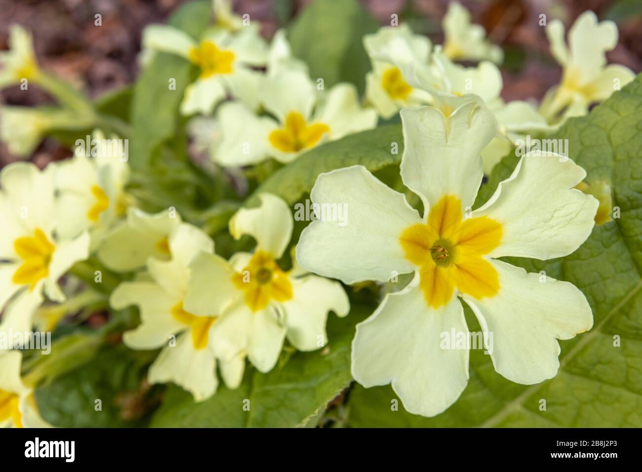 Nahaufnahme der blassgelben Blumen der gemeinen Primrose, Primula vulgaris, die im Frühjahr in Surrey, Südostengland, blüht Stockfoto